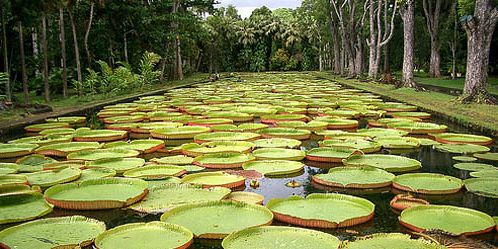 7 mauritius Botanic garden ssr